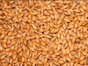 Ukrainian  barley