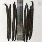 Vanilla Bean
