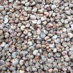 Very high quality GUINEA BISSAU raw cashew nuts