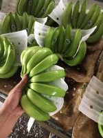 VIETNAM FRESH BANANA +84984418844 whatsapp