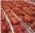 Import Vietnam Rambutan Fruit from Vietnam