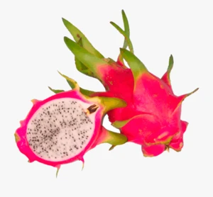 White fresh Dragon Fruit with Competitive price and high quality white Dragon Fruit for sales