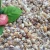 Import wholesale large natural craft Seashell in bulk from China