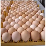 Fresh Chicken Eggs (Brown/White), White Table Chicken Eggs, Brown table Chicken Eggs, Table Eggs