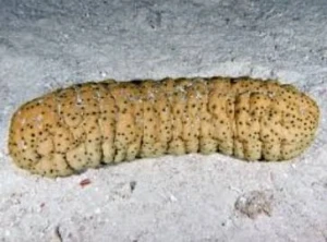 High Quality Curryfish sea cucumber