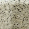 High Quality Long Grain Fragrant White Rice 5% Broken GMO-Free for Supermarkets