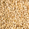 Pure and Natural Wheat Grains High-Protein Whole Wheat Ideal for Flour and Cereal Production