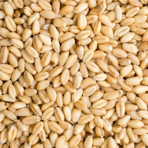 Pure and Natural Wheat Grains High-Protein Whole Wheat Ideal for Flour and Cereal Production