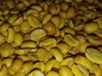 Robusta Green Bean Grade A