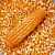 Import GRADE 1 Non GMO White and Yellow Corn/Maize from United Kingdom