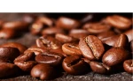 coffee Arabica