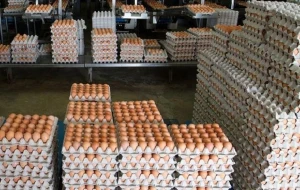 Best Quality Fresh Brown Table Chicken Eggs