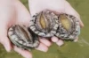 Good Quality Abalone