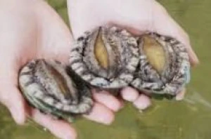 Good Quality Abalone