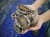 Import Good Quality Abalone from South Africa