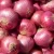 Import Fresh Red Onions from South Africa