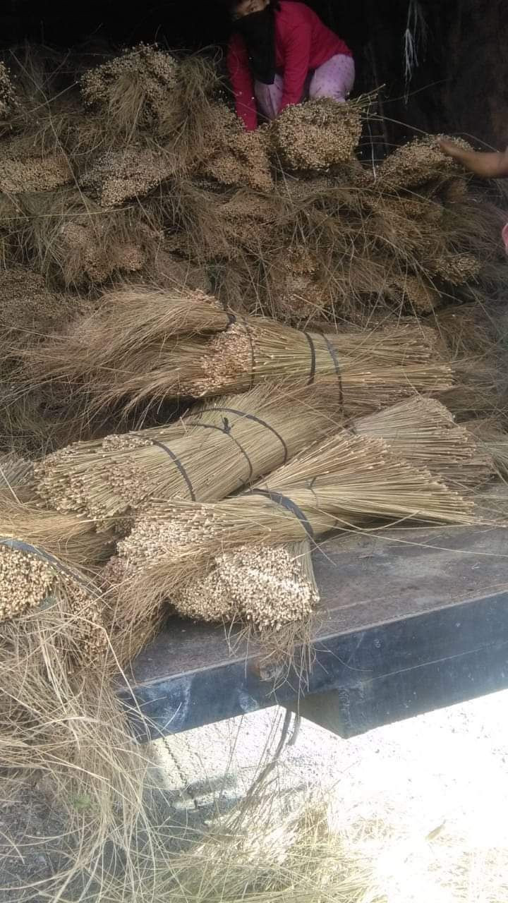 Buy Agriculture Broomstick, Betel Nut from CV. BANU ALAM JAYA