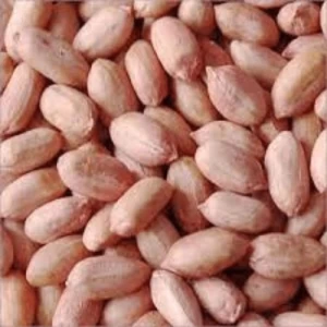 Runner Indian Peanut kernel