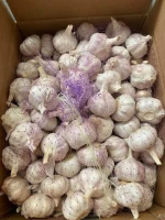 Wholesale new fresh garlic supplier normal white garlic