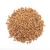 Import Pure and Natural Wheat Grains High-Protein Whole Wheat Ideal for Flour and Cereal Production from Malaysia