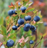 Blueberry Seeds - Low-Bush Wild Blueberry
