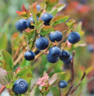 Blueberry Seeds - Low-Bush Wild Blueberry