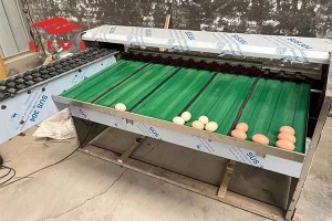 Hot Sale Egg Grading Machine