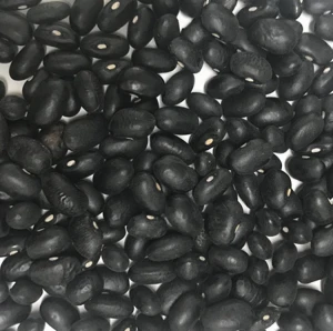 High quality black beans