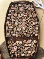 Agriculture Broomstick, Betel nut