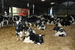 FULL BREED LIVE BOER GOAT AND CATTLE