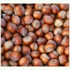Top Quality Raw Dried /Hazel Nuts Hazelnuts At Wholesale