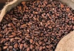 Quality Cocoa Beans