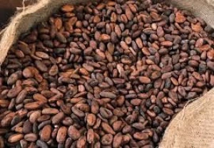 Quality Cocoa Beans