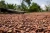 Import Quality Cocoa Beans from Nigeria