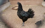 Ayam Cemani Chicken