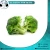 Import 100% Natural Broccoli Vegetable from Egypt