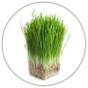 100% Pure Natural Healthy Food Organic Green Barley Grass Powder