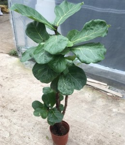 100cm Ficus Lyrata natural indoor plant