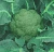 Import 2020 High Quality Fresh Vegetable Fresh Broccoli from China