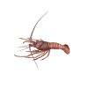 3D simulated food model plastic fake Australian lobster sea prawn model handmade crafts hotel Supplies