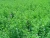 Import Alfalfa Hay for animal feeding from China
