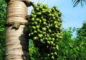 Anti-inflammation betel nut fruit extract price,betel nut palm extract powder price,10:1 Arecoline areca palm fruit