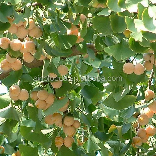 Bai Guo Popular Good Quality Fresh Raw Ginkgo Nuts In Shell