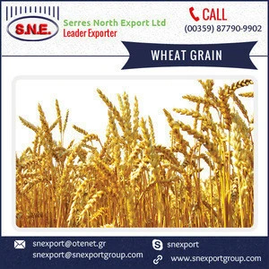 Bakery Grade Soft Milling Wheat Available from Best Selling Brand