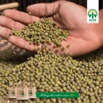 BAMB Green Lentils