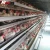 Import Big Sale Poultry Egg Layer chickens farm chicken shed equipment increasing eggs production from China