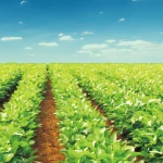 biological fertilizer