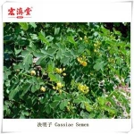Cassiae Semen Chinese Herbal Material (Cassia Seed) JUEMINGZI