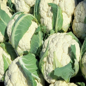 cauliflower / broccoli and cauliflower specifications