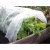 Import Cheap Mini Garden Small Tunnel Greenhouse 1.5M Easy Use Film Fleece grow tunnel cloche propagator plant frost protecter from China
